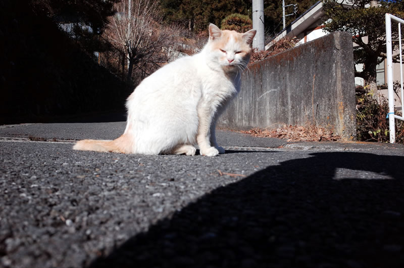 奥多摩むかし道の猫