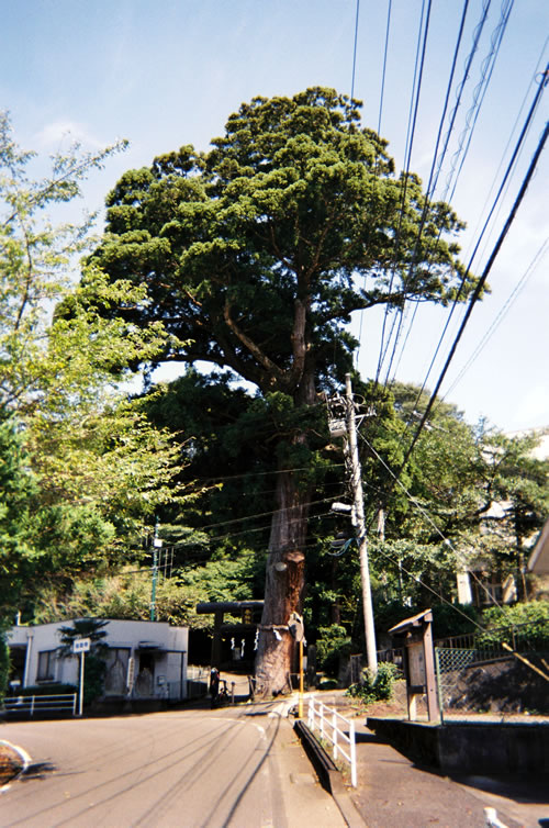 寄神社の大杉を写ルンですで