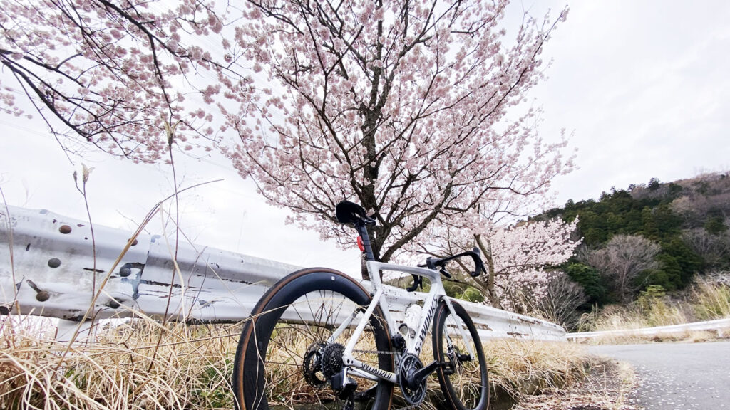 実はヤビツは桜の名所だったんです