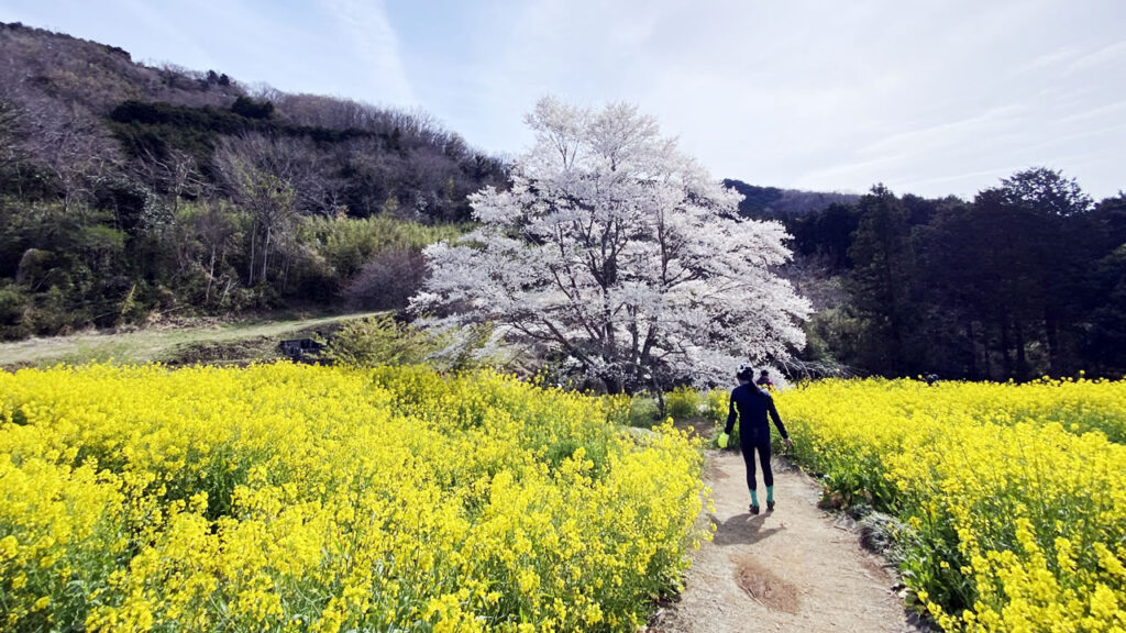 開通したばかりの裏ヤビツを通って蓑毛の淡墨桜を見に行こう！