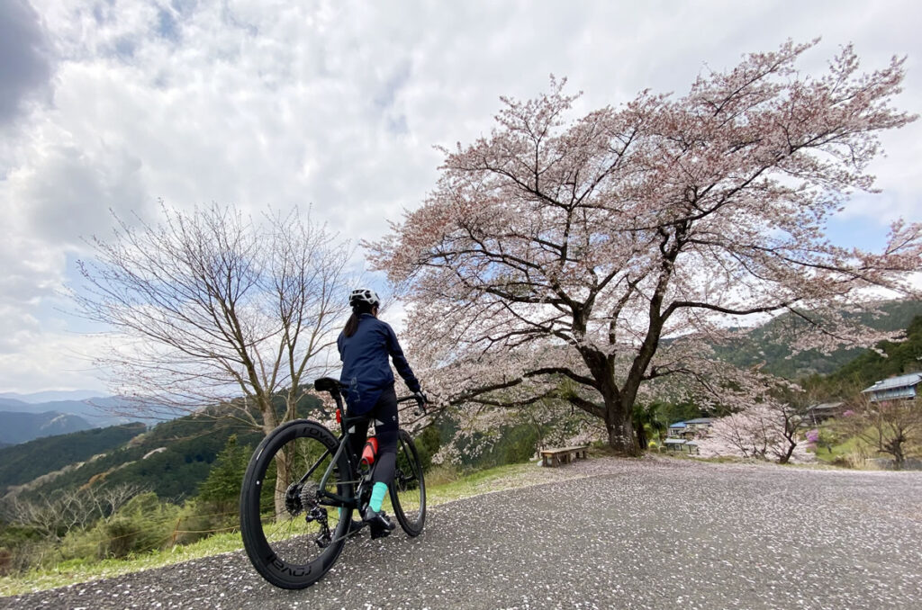 S-Works Tarmac SL7で八徳の一本桜を見に行ってきた