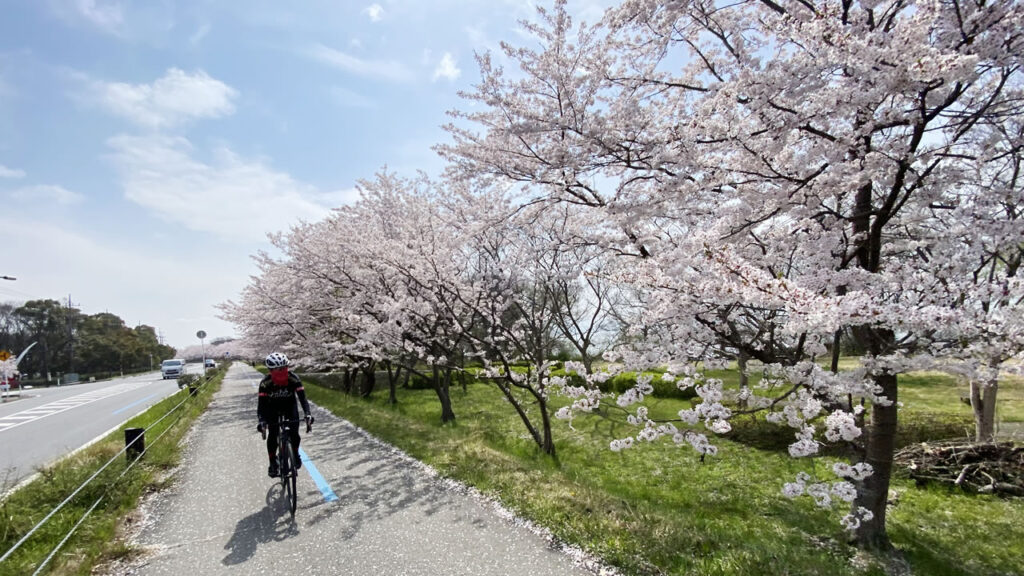 長浜の桜と走る琵琶湖サイクリング