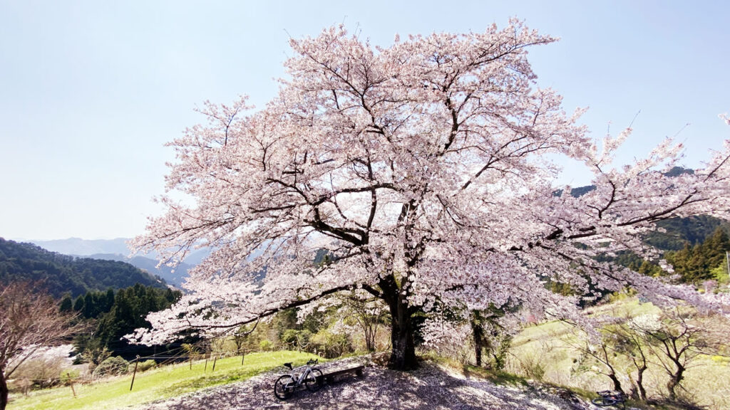 相変わらず荘厳な「八徳の一本桜」