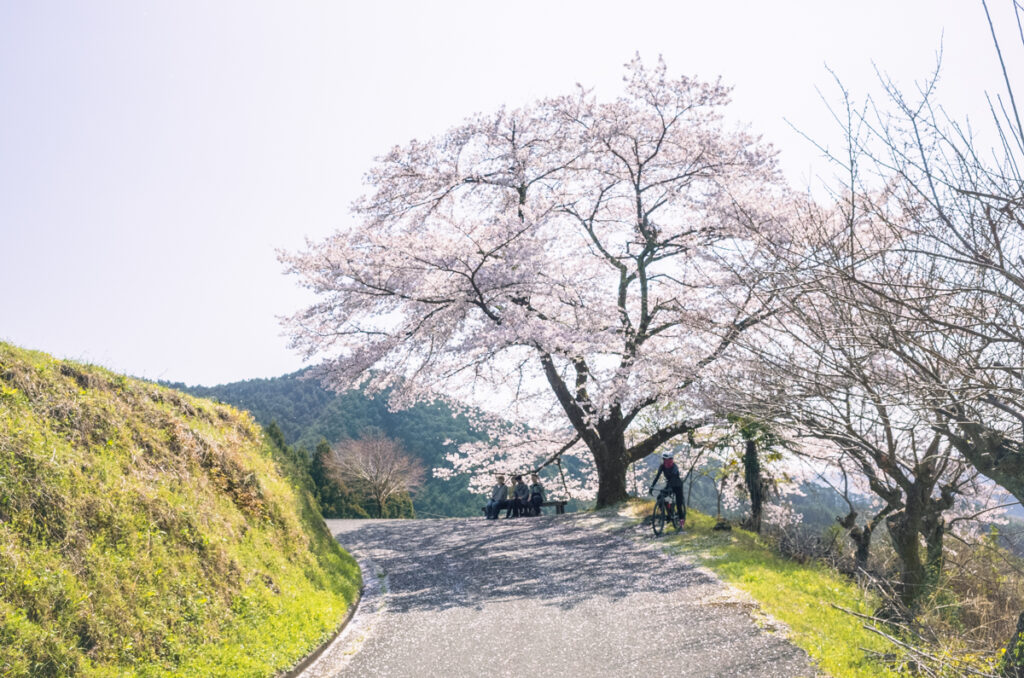 今年も素敵な桜を、滑り込みセーフでたくさん観られました(*´ω｀)