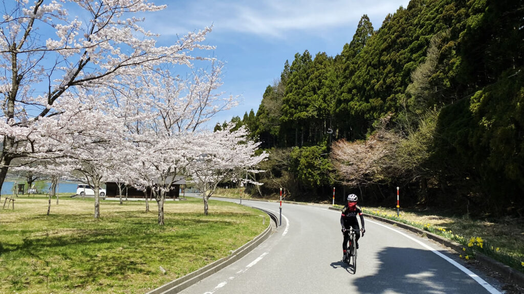 余呉湖は桜が満開