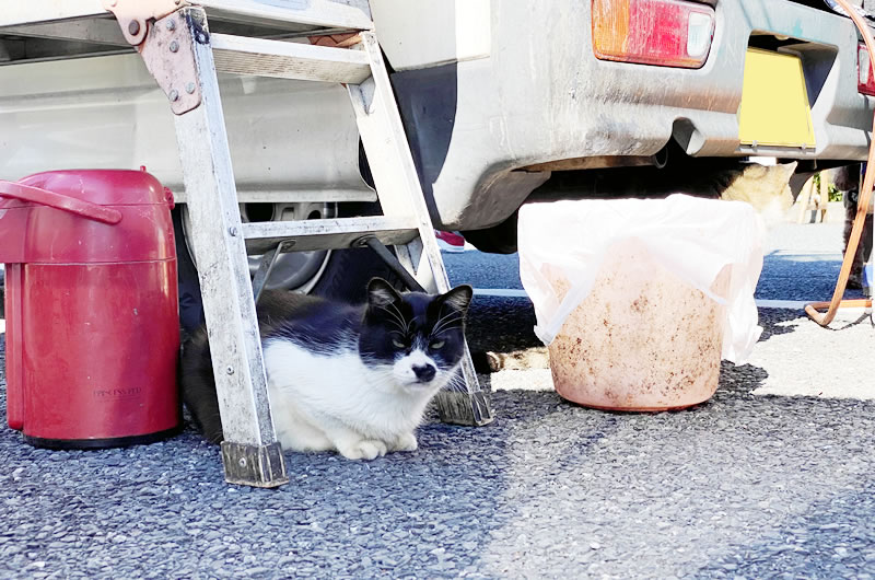 ネコ様にめっちゃにらまれてる