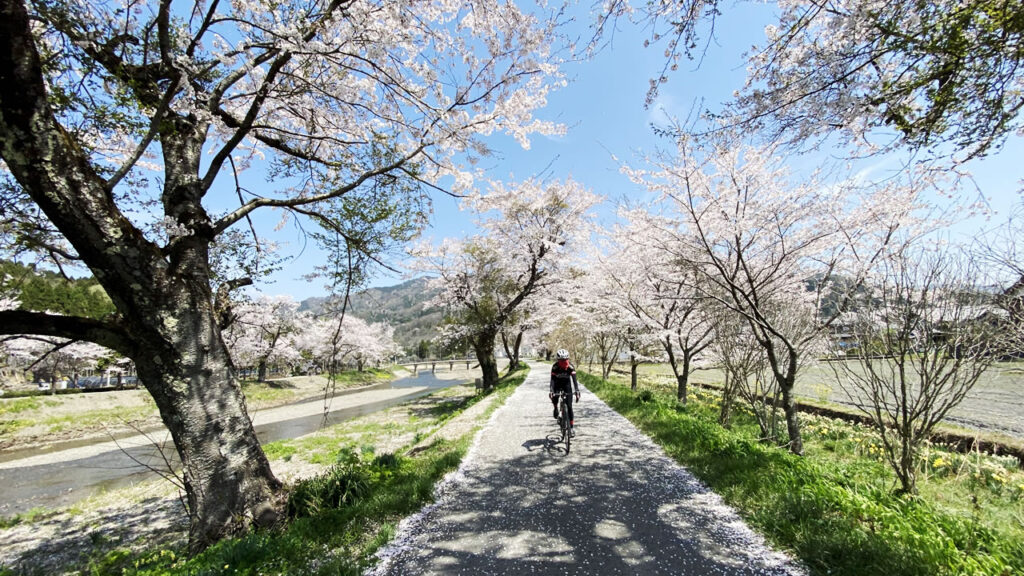 余呉川の桜も素晴らしかった