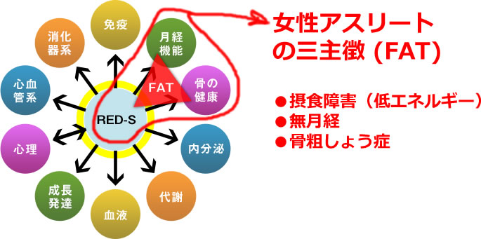 RED-S：Relative Energy Deficiency in Sportの概念図