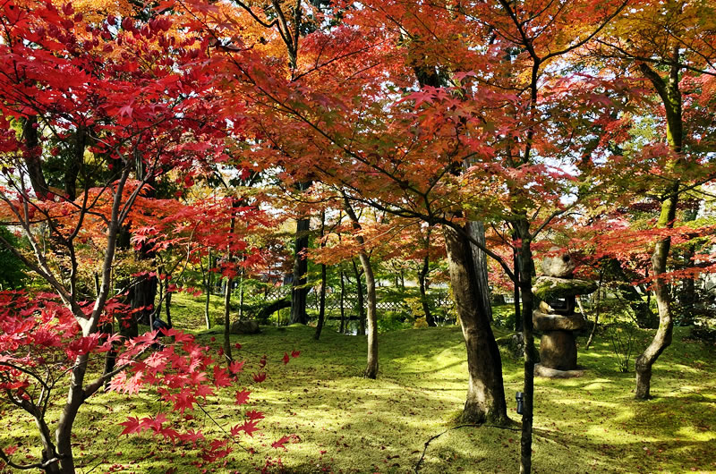 永観堂の紅葉