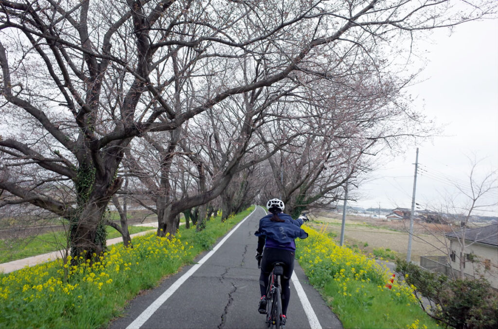 吉見町の桜はまだ