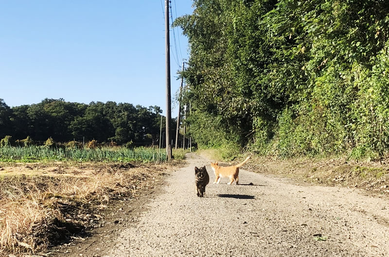 田んぼのあぜ道でもたくさん猫と遭遇