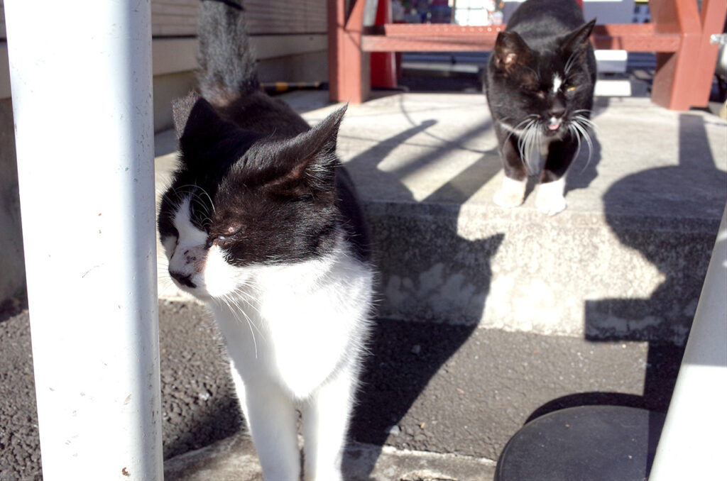 奥多摩駅で猫のおもてなし