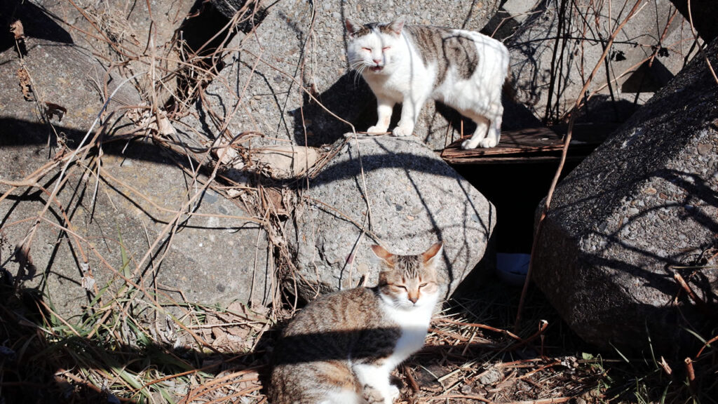 深谷の途中で猫とも出会う