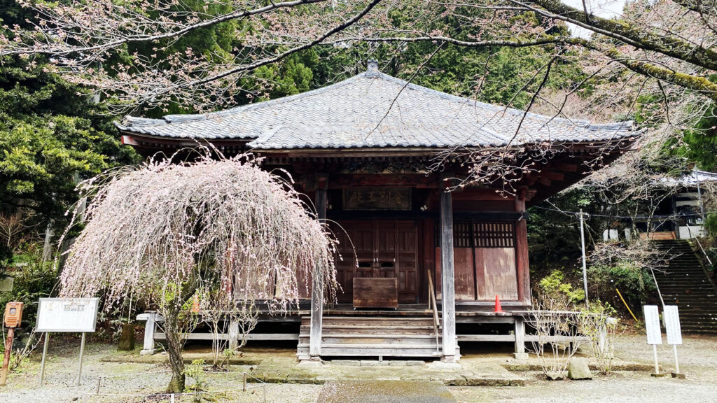 蓑毛の桜はこっそり教えたい桜の名所