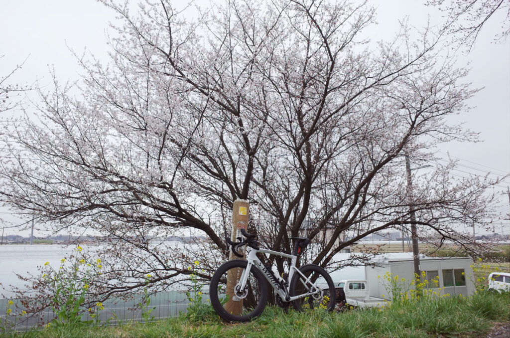 1本だけ満開の桜があった