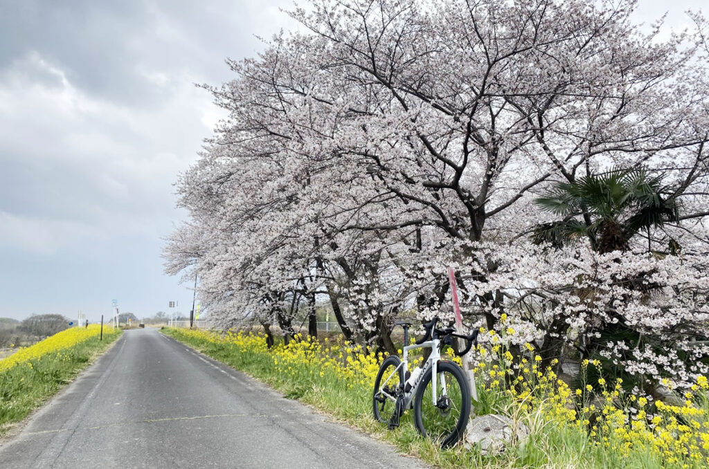 菜の花と桜のコラボ、早速ゲット