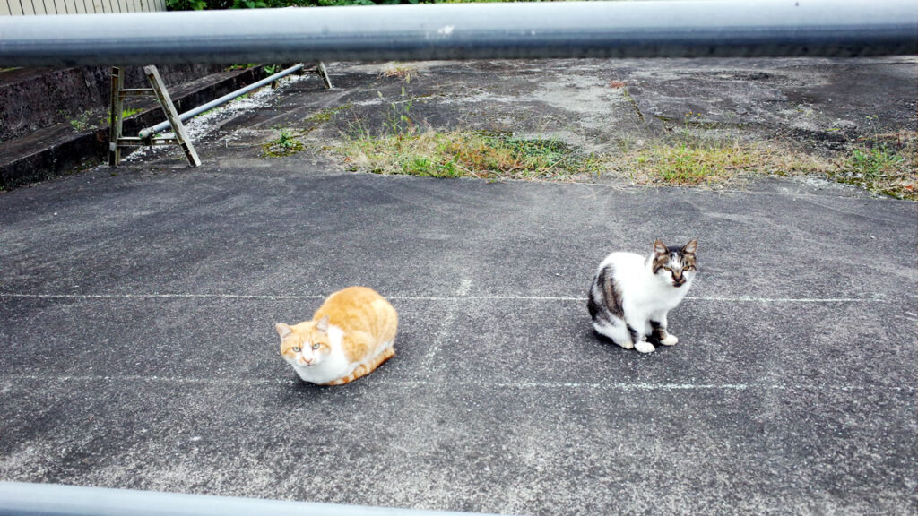 猫がいたので、ここには何かあると思いました(´_ゝ｀)