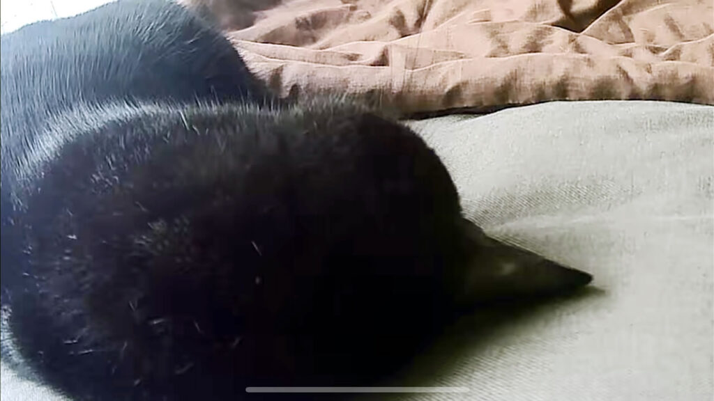 黒猫氏、遂に人間の寝床で寝る