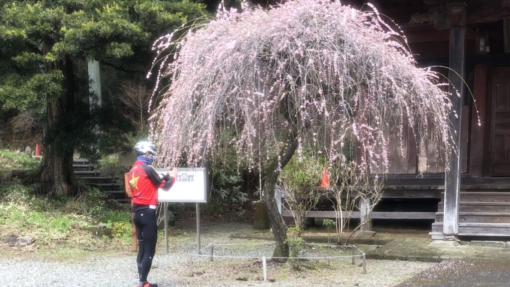 ヤビツTTには桜の写真を撮るセクターが追加されました