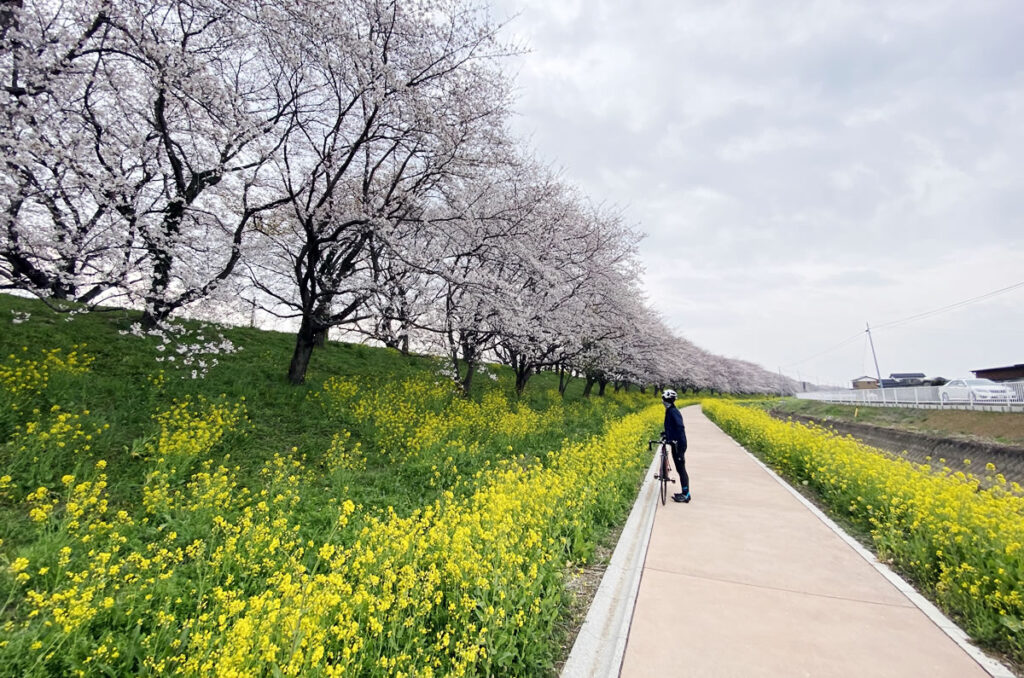 土手下からの菜の花と桜のコラボが美しい