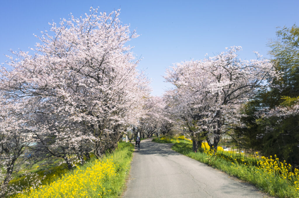 吉見町の桜堤公園が第一目的地！