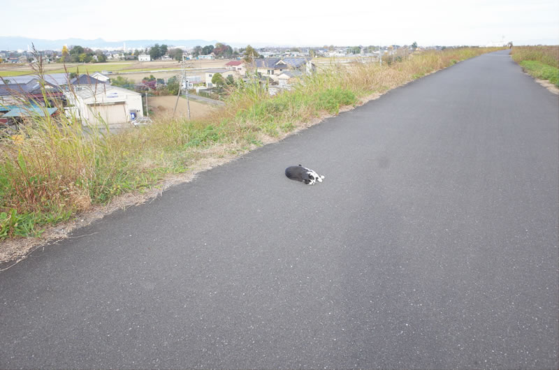 土手沿いの道に誰かが倒れてる！