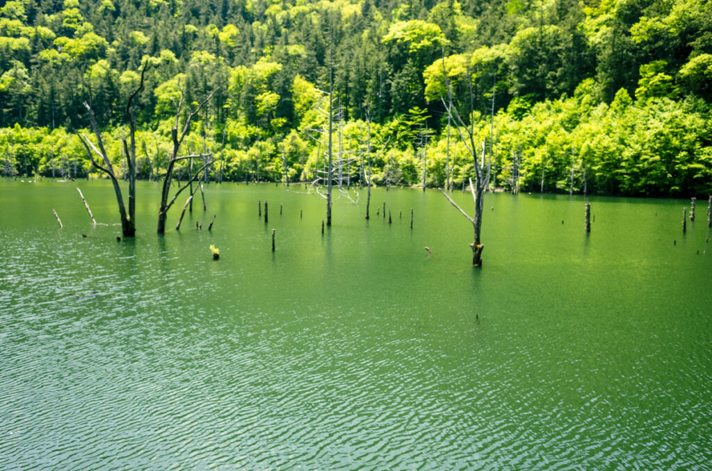 自然湖の独特な風景