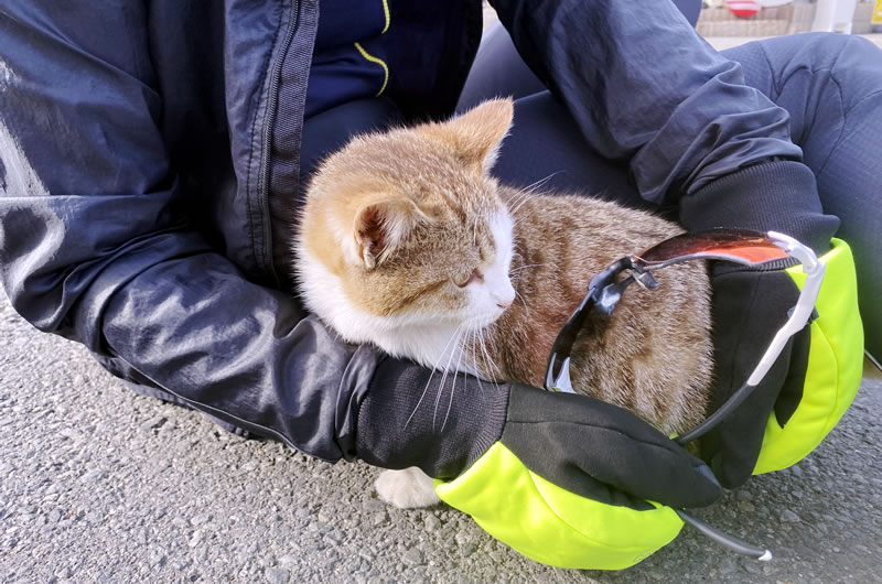 榎本牧場の猫の元気な姿にデゲメン氏大歓喜