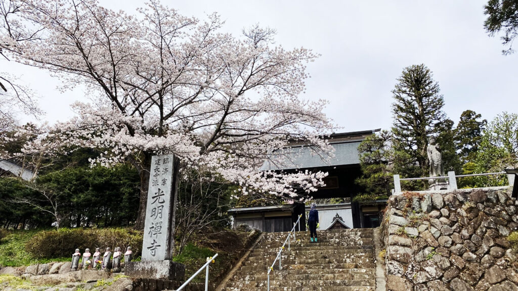 宮ケ瀬湖手前の光明禅寺の桜が見事