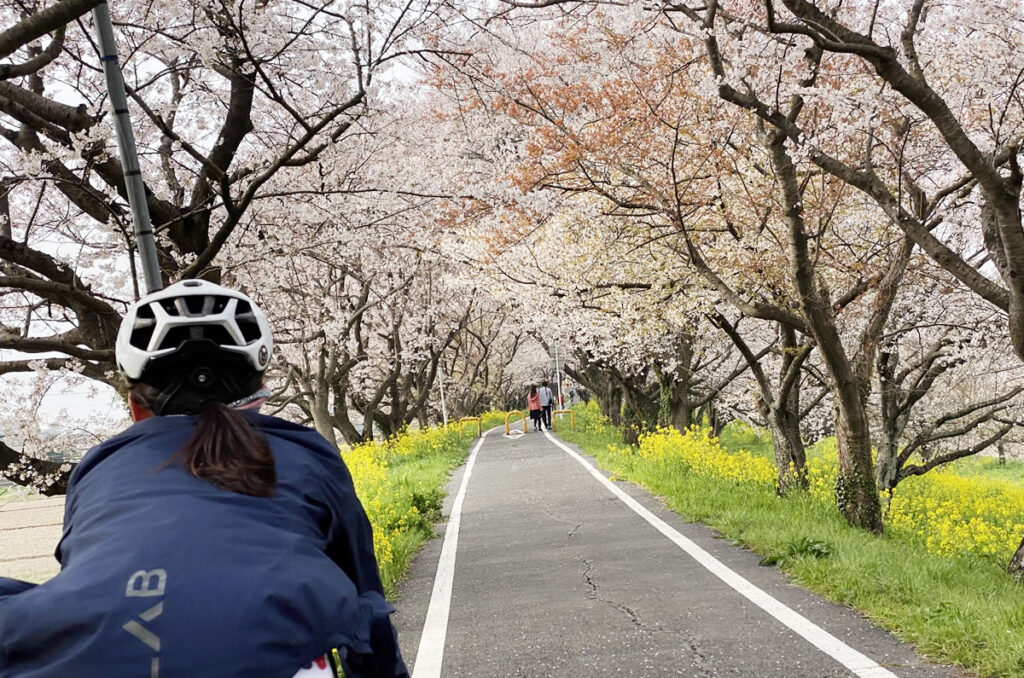 土手の上を走れば、200本以上の桜のシャワーを浴びれます。