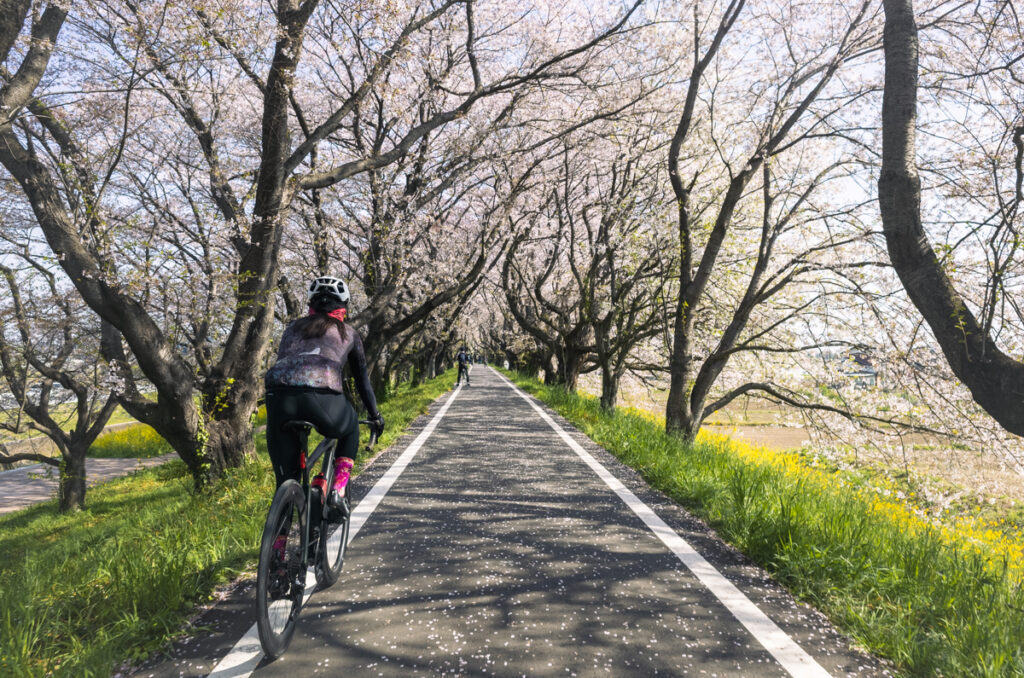 散り始めているけど、まだまだ美しい桜並木