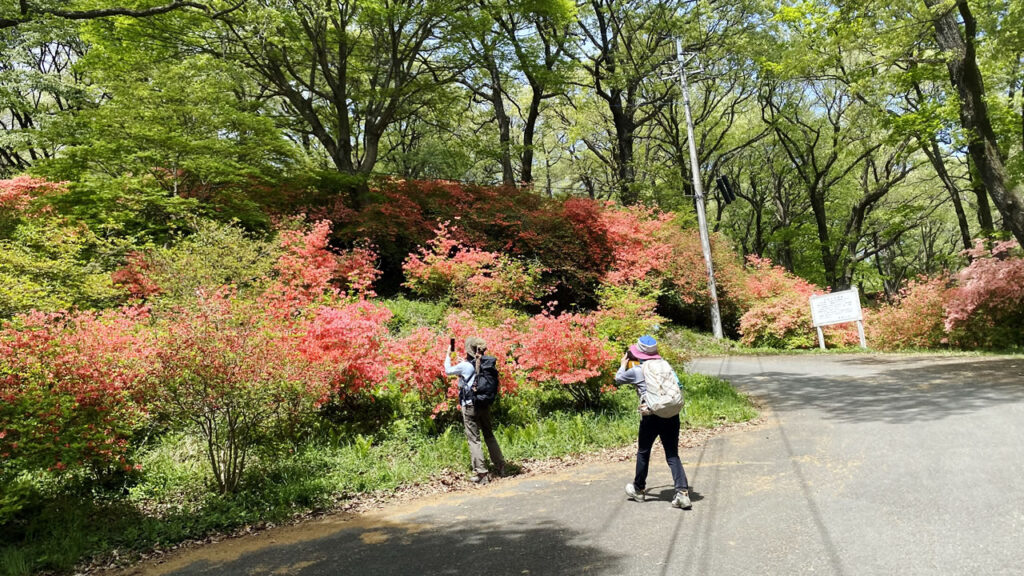 ツツジが見えたらゴールは間近