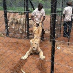 ライオン引きずられる
