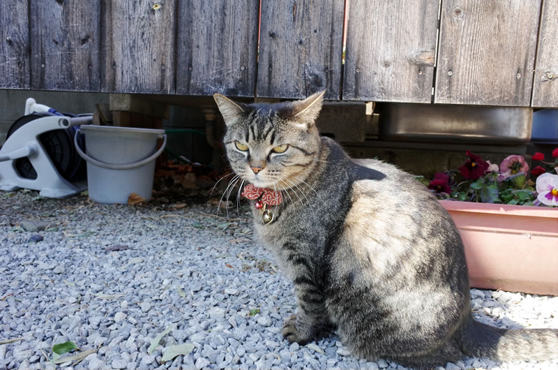 4匹の猫が参拝者を出迎えてくれる