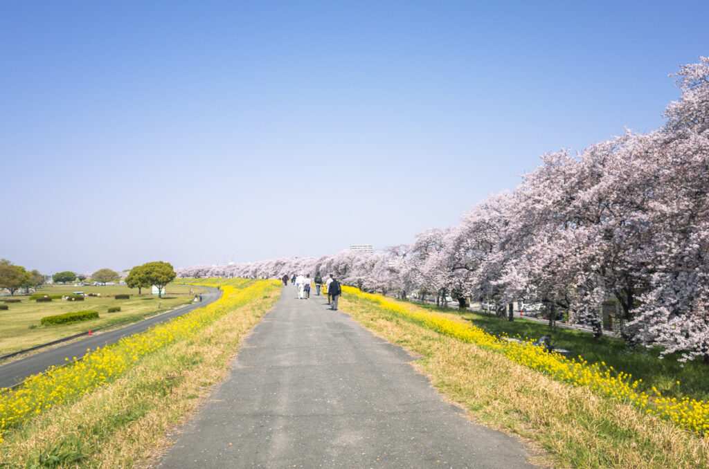 熊谷の桜も見事