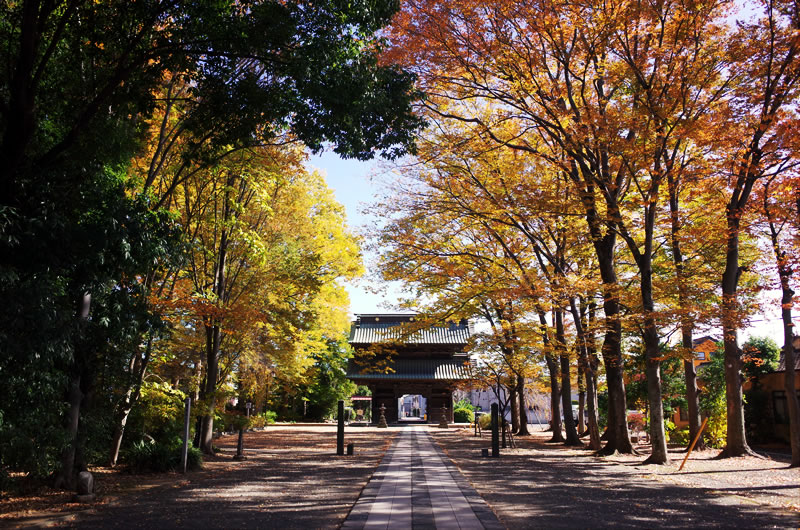 妻沼聖天山は紅葉が見ごろ