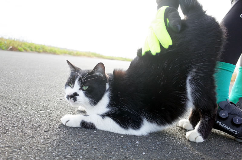 とても懐っこい猫にデゲメン氏大喜び