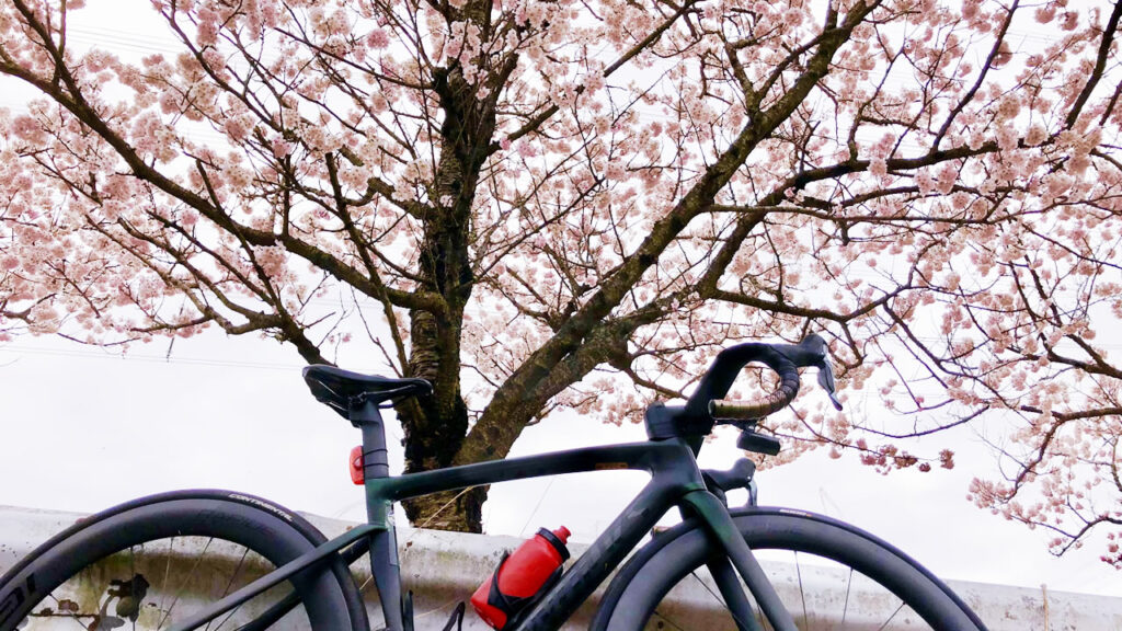 蓑毛は隠れた桜スポットなのだそう