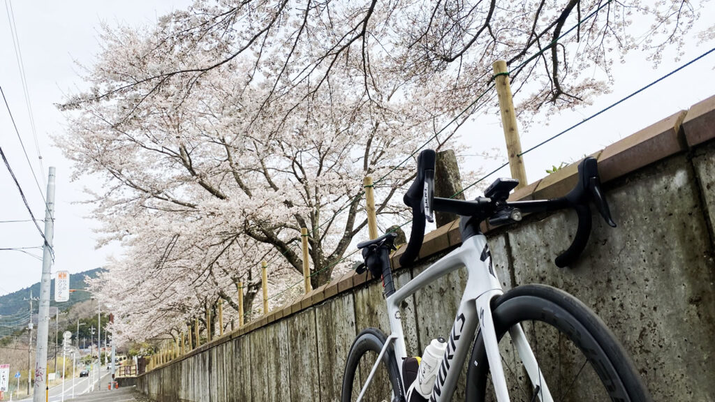 宮ケ瀬湖はちょうど今が桜の見ごろです