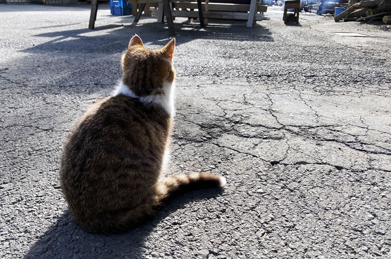 榎本牧場の猫たちが元気そうで本当に良かった(*´ω｀)