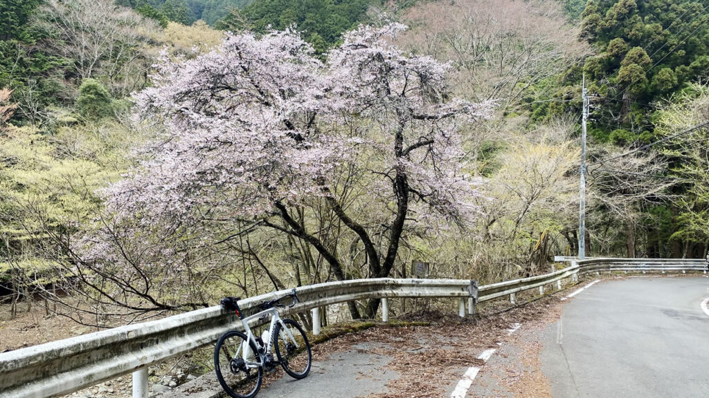 裏ヤビツも桜がチラホラ