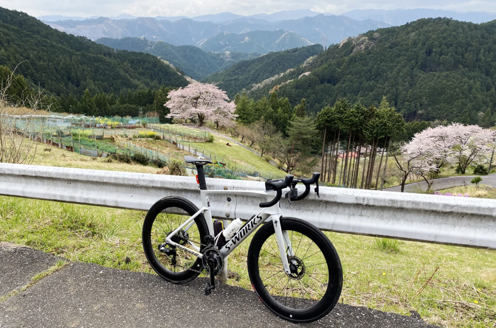 4年ぶりの八徳の一本桜