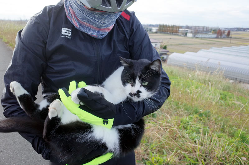 荒サイの猫、全然嫌がりません