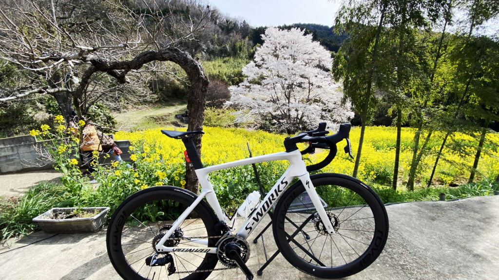 蓑毛の淡墨桜は間もなく開花（↑は2022年の写真）