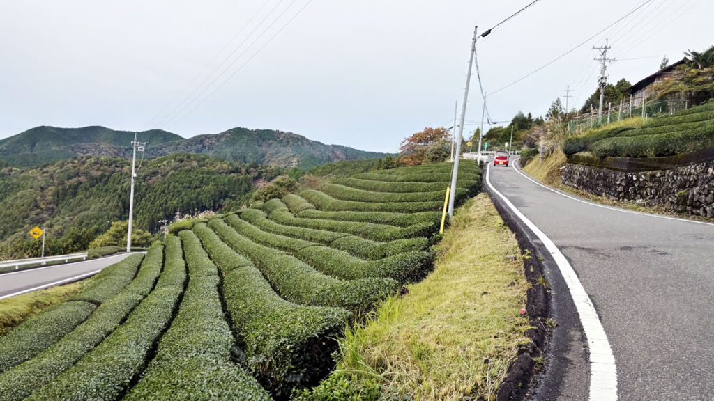 ステキな茶畑の激坂国道