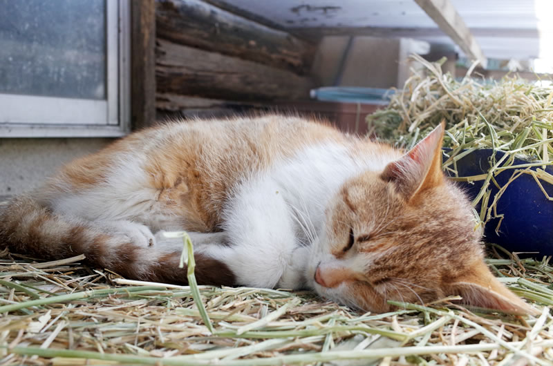 サイクリングは猫と会えるチャンスでもある