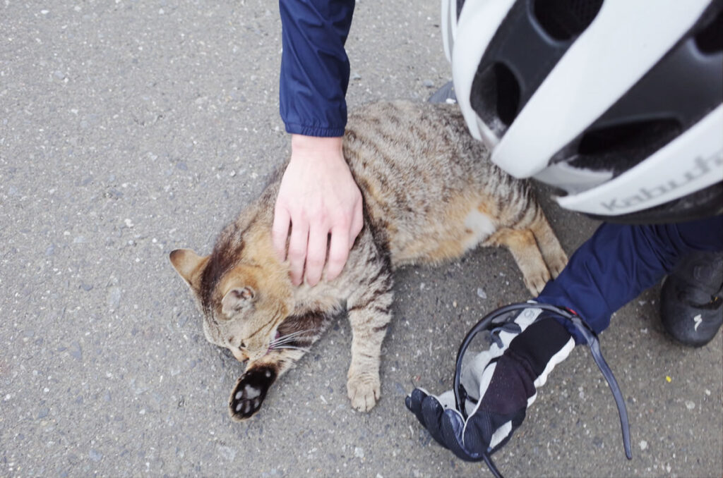 デゲメン氏のネコ扱いが上達している