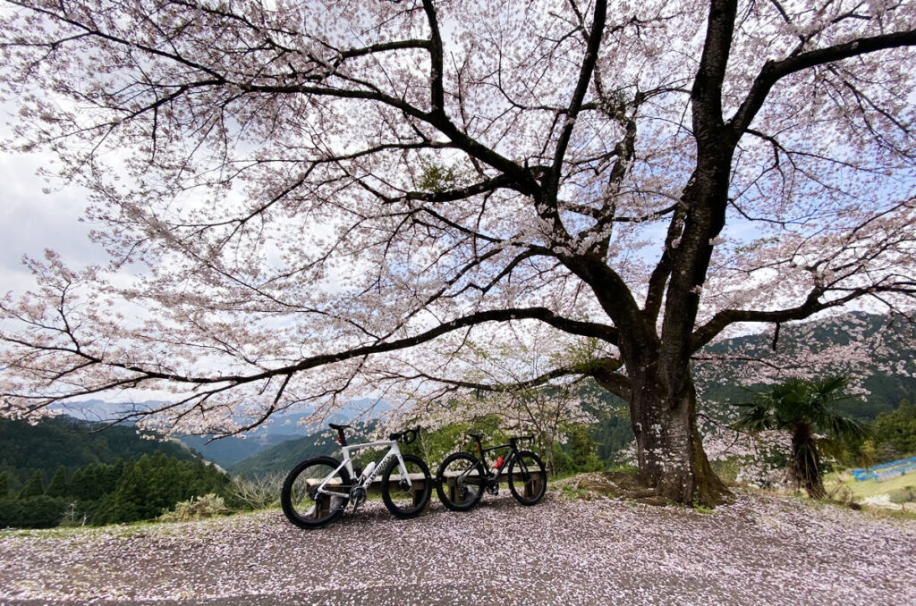 Tarmac SL7とVengeと八徳の一本桜