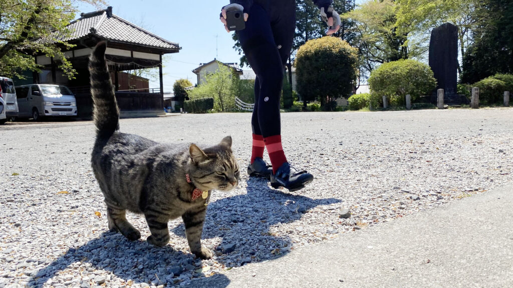 前玉神社と言えば・・・ネコ！？