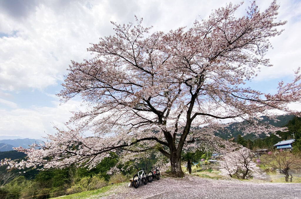 八徳の一本桜、4年ぶりに見ることができてよかった～